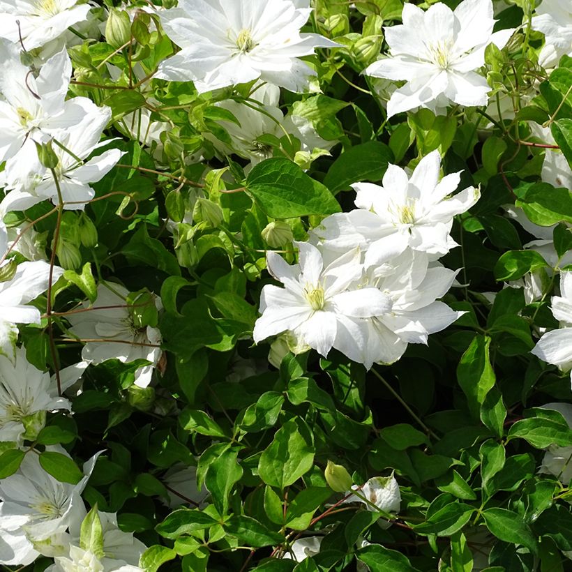 Clematis Dancing Dorien (Floração)