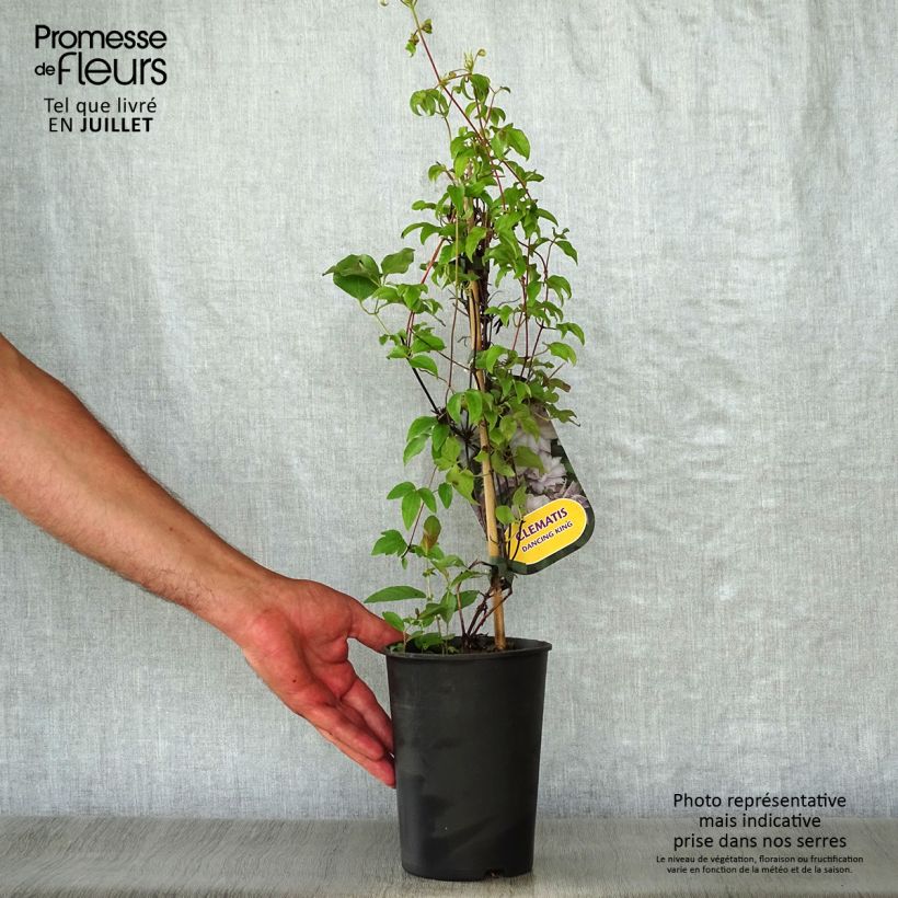 Amostra de Clematis Dancing King Vaso de 2 L/3 L tal como entregue no verão
