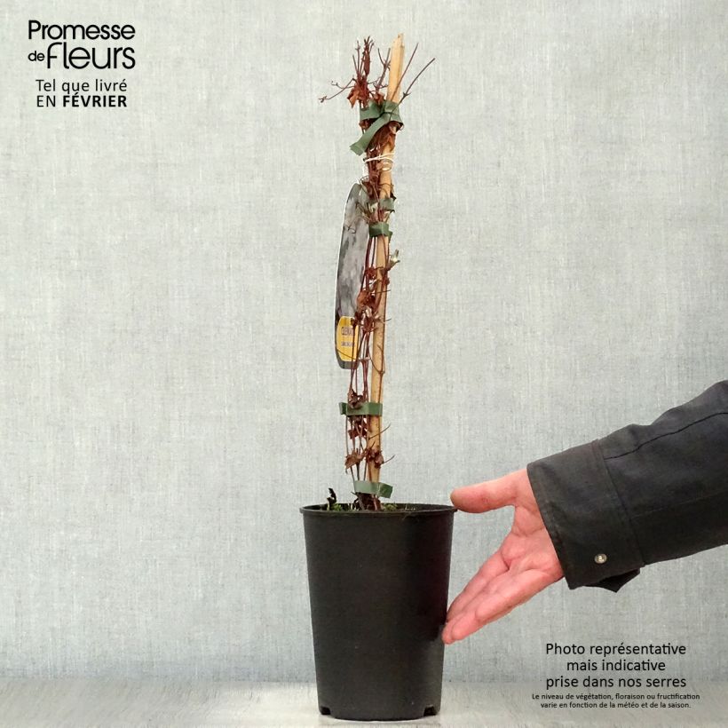 Amostra de Clématite - Clematis Dancing King Vaso de 2 L/3 L tal como entregue no inverno