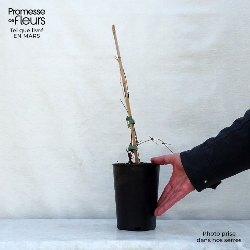 Amostra de Clematis Dancing Queen Vaso de 2 L/3 L tal como entregue na primavera