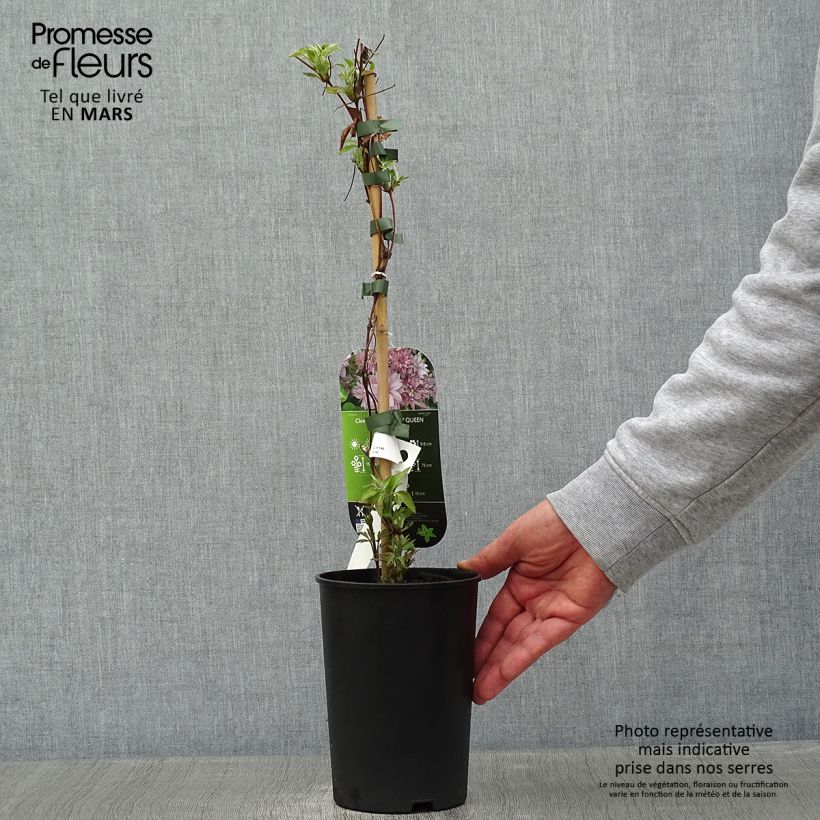 Amostra de Clématite - Clematis Dancing Queen Vaso de 2 L/3 L tal como entregue no inverno