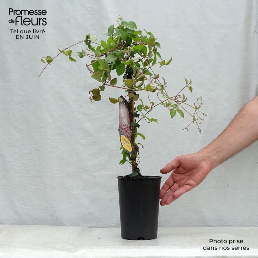 Amostra de Clematis Dancing Smile Vaso de 2 L/3 L tal como entregue no verão