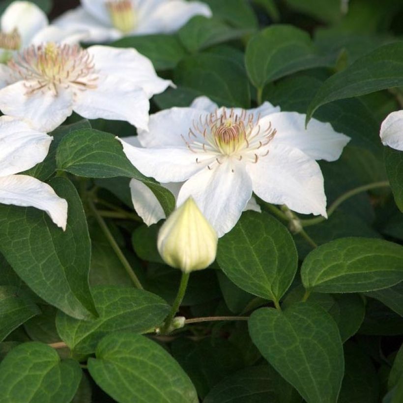 Clematis Destiny (Folhagem)