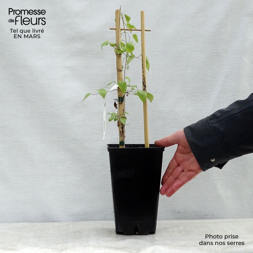 Amostra de Clematis Destiny Vaso de 1,5 L/2 L tal como entregue na primavera