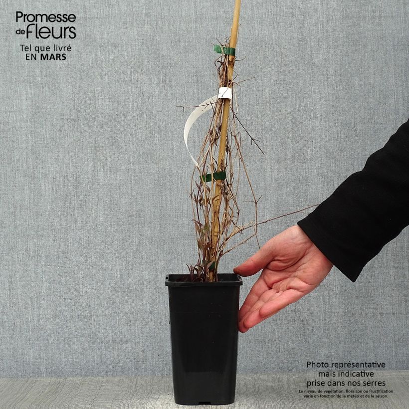 Amostra de Clématite - Clematis Destiny Pot de 1,5L/2L tal como entregue no inverno