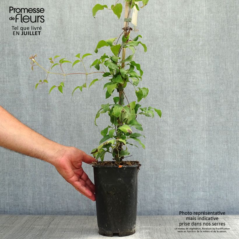 Amostra de Clematis Diamantina Vaso de 2 L/3 L tal como entregue no verão