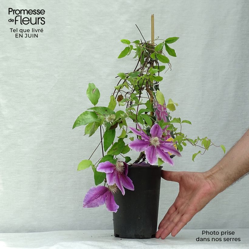 Amostra de Clematis Docteur Ruppel Vaso de 2 L/3 L tal como entregue no verão