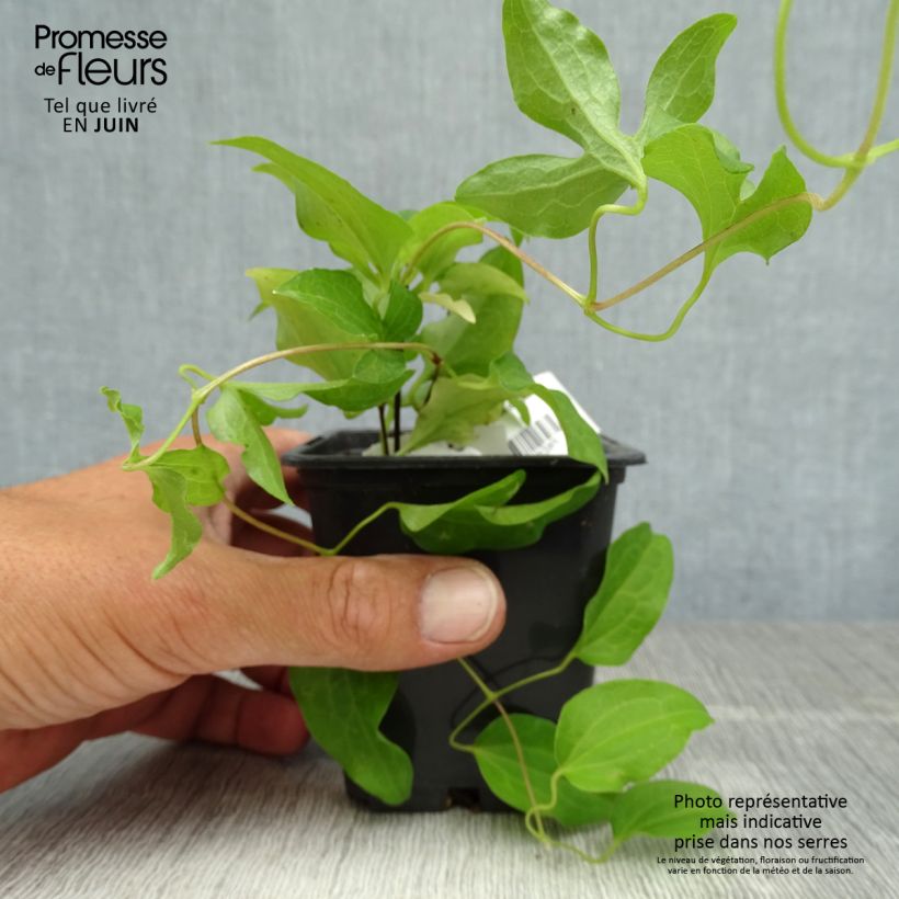 Amostra de Clematis Docteur Ruppel Vaso de 8/9 cm tal como entregue no verão