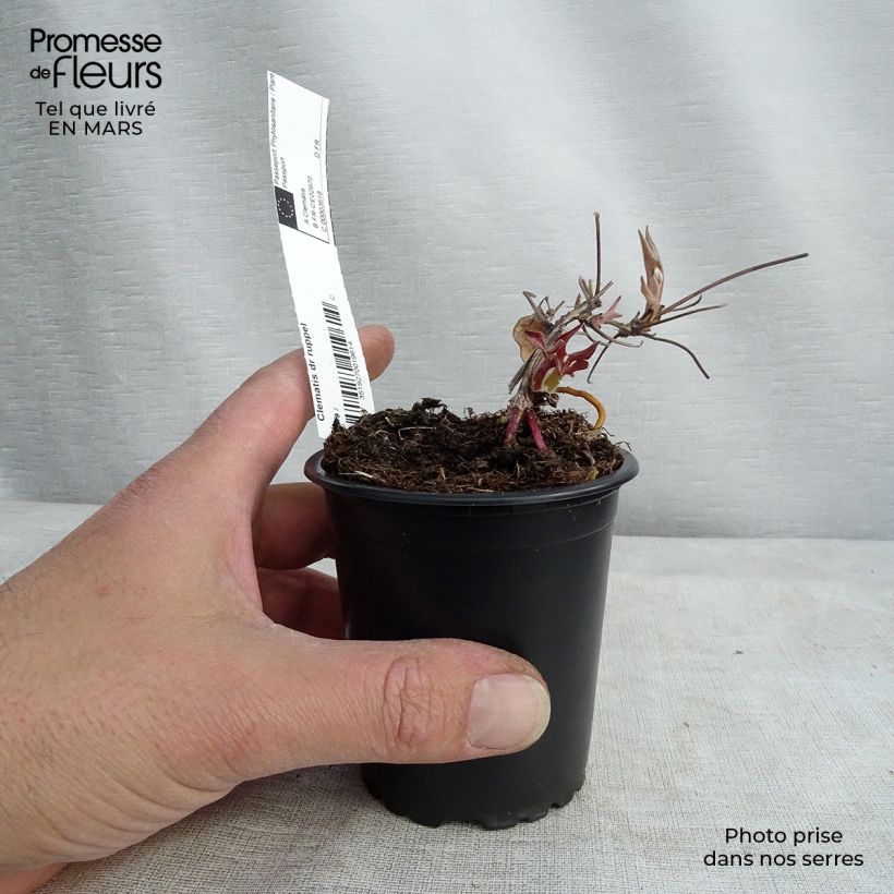Amostra de Clématite - Clematis Docteur Ruppel Vaso de 8/9 cm tal como entregue no inverno