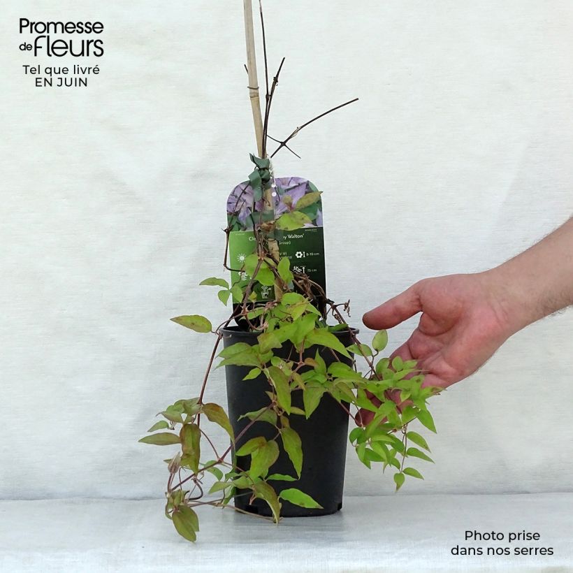 Amostra de Clematis Dorothy Walton Vaso de 1,5 L/2 L tal como entregue no verão