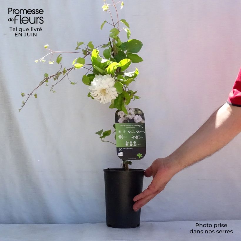 Amostra de Clematis Duchess of Edinburgh Vaso de 2 L/3 L tal como entregue no verão