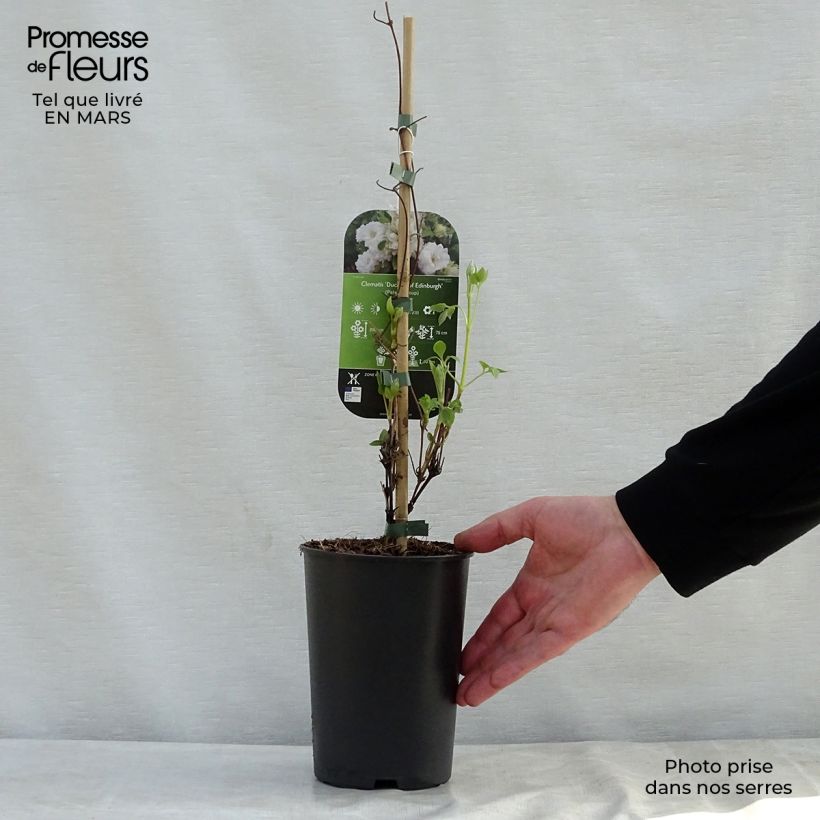 Amostra de Clematis Duchess of Edinburgh Vaso de 2 L/3 L tal como entregue na primavera