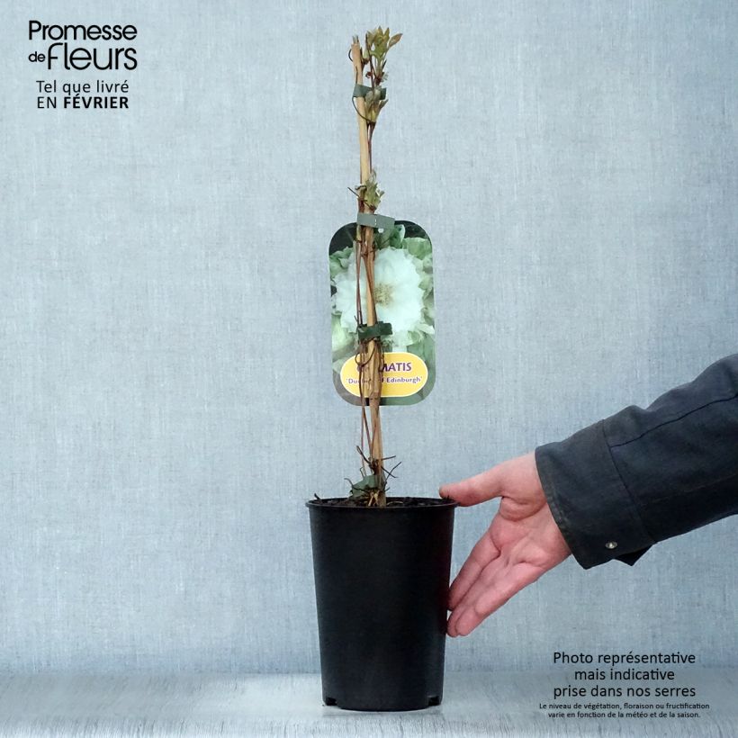Amostra de Clématite - Clematis Duchesse d'Edimbourg Vaso de 2 L/3 L tal como entregue no inverno