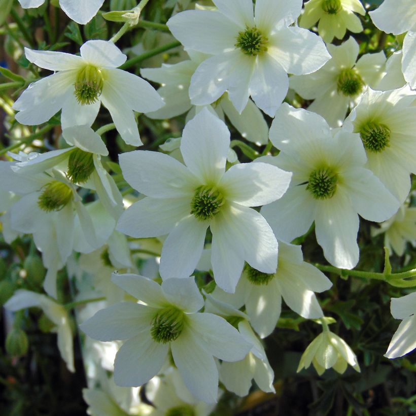 Clematis Early Sensation (Floração)
