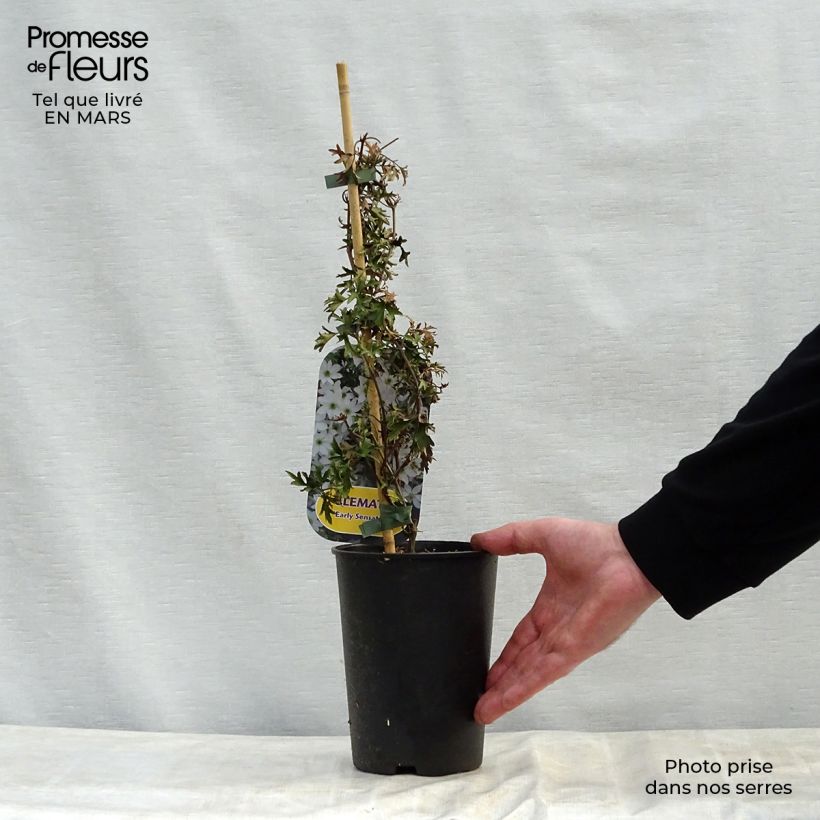 Amostra de Clematis Early Sensation Vaso de 2 L/3 L tal como entregue na primavera