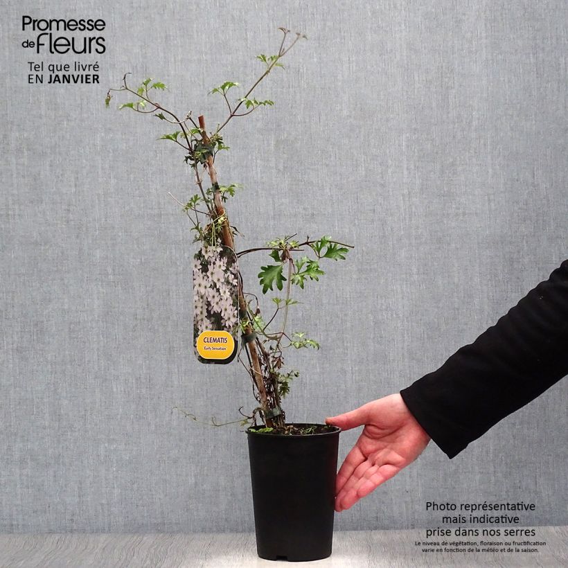 Amostra de Clématite - Clematis Early Sensation Vaso de 2 L/3 L tal como entregue no inverno