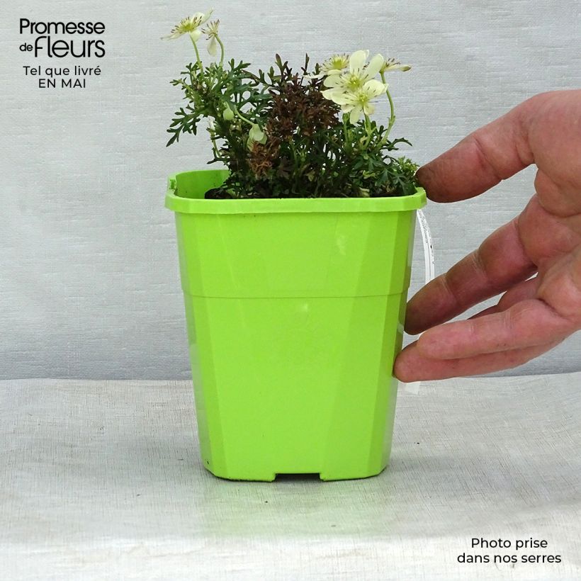 Amostra de Clématite - Clematis Emerald Dream Vaso de 1 L/1,5 L tal como entregue na primavera