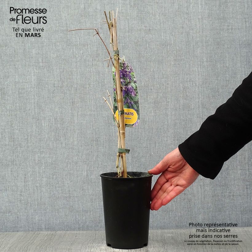 Amostra de Clématite - Clematis Eriostemon Vaso de 2 L/3 L tal como entregue no inverno