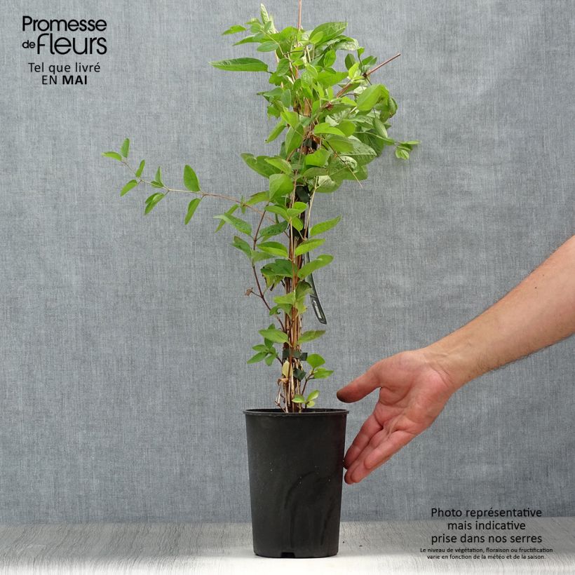 Amostra de Clematis Eriostemon Vaso de 2 L/3 L tal como entregue na primavera