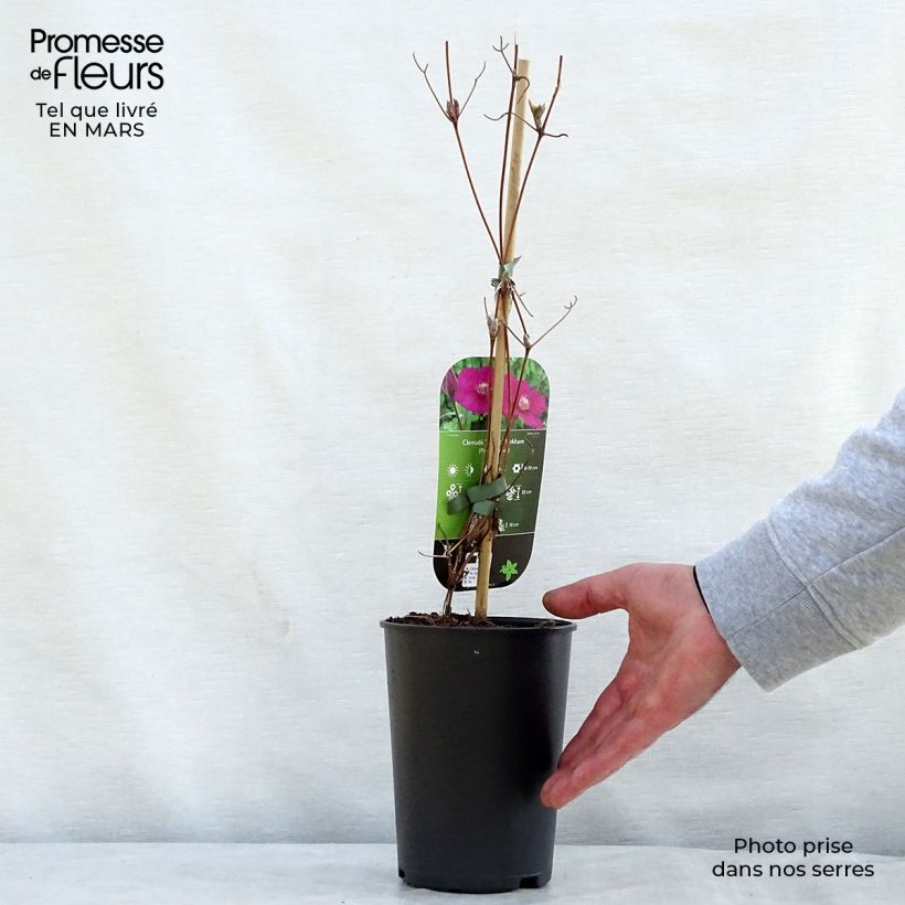 Amostra de Clematis viticella Ernest Marckham Vaso de 2 L/3 L tal como entregue na primavera