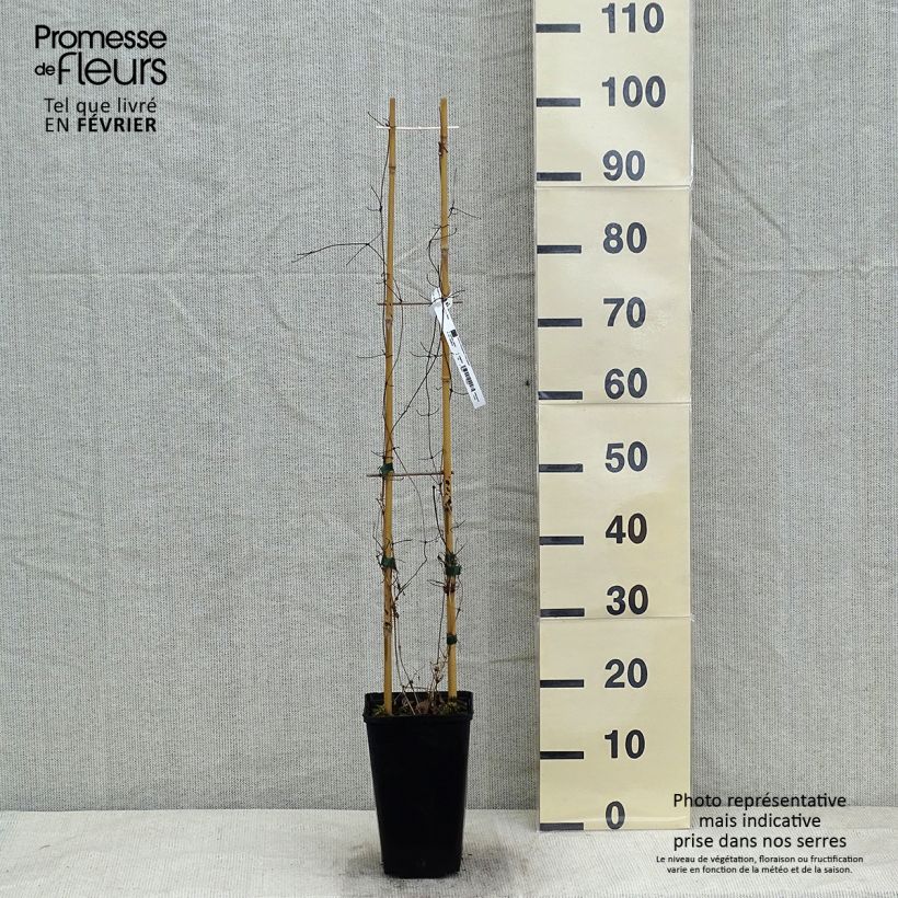 Amostra de Clématite - Clematis Etoile Nacrée Vaso de 2 L/3 L tal como entregue no inverno