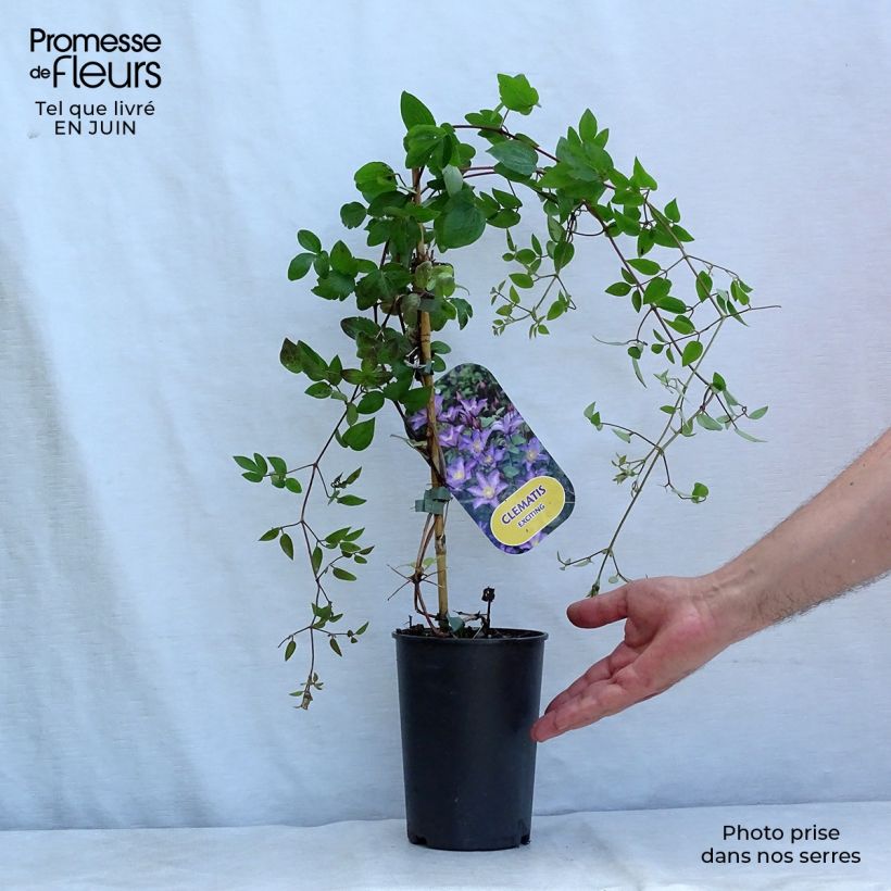 Amostra de Clematis Exciting Vaso de 2 L/3 L tal como entregue no verão