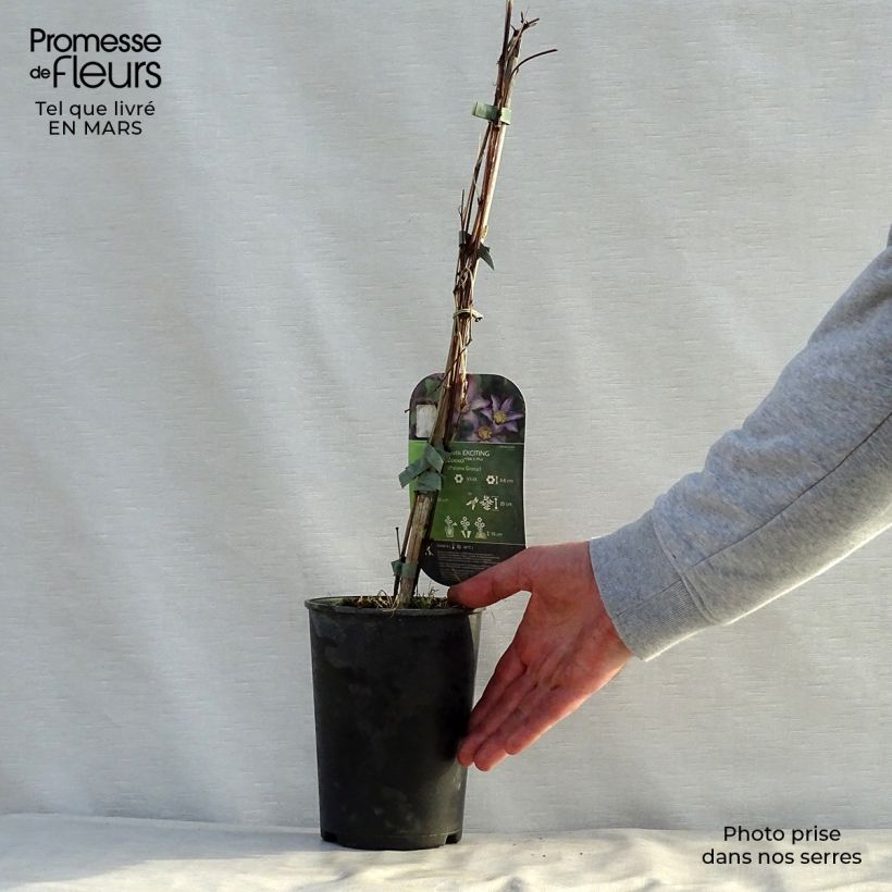Amostra de Clematis Exciting Vaso de 2 L/3 L tal como entregue na primavera