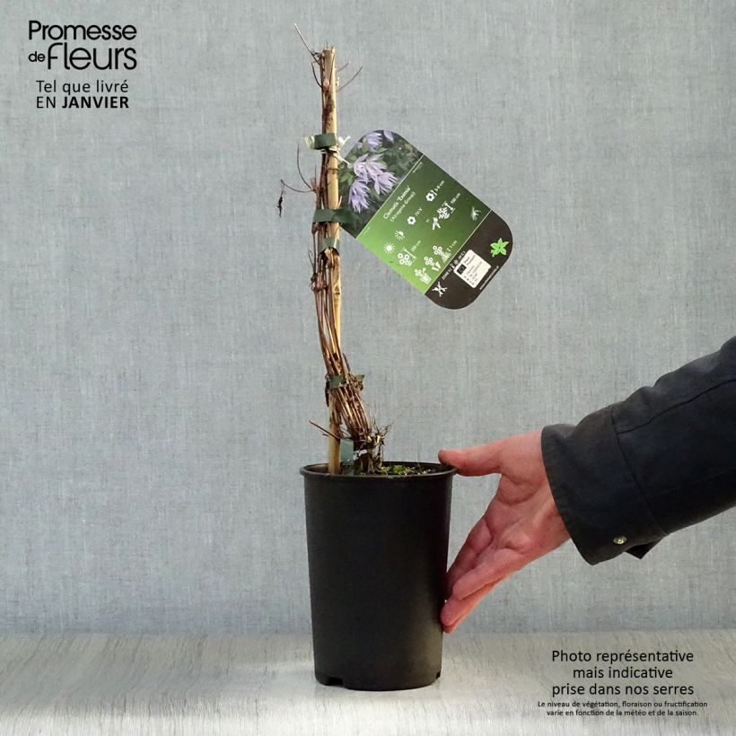 Amostra de Clématite - Clematis Eximia Vaso de 2 L/3 L tal como entregue no inverno