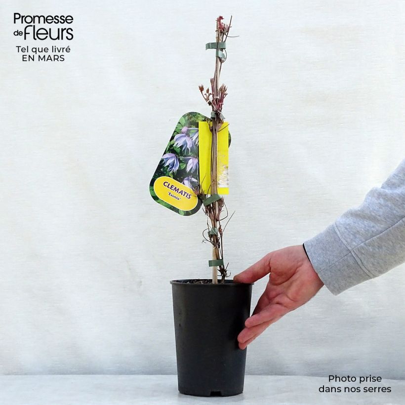 Amostra de Clematis Eximia Vaso de 2 L/3 L tal como entregue na primavera