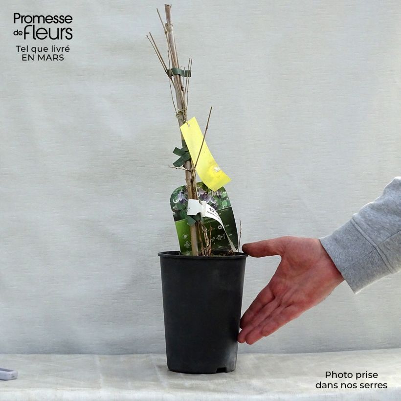 Amostra de Clematis Fascination Vaso de 2 L/3 L tal como entregue na primavera