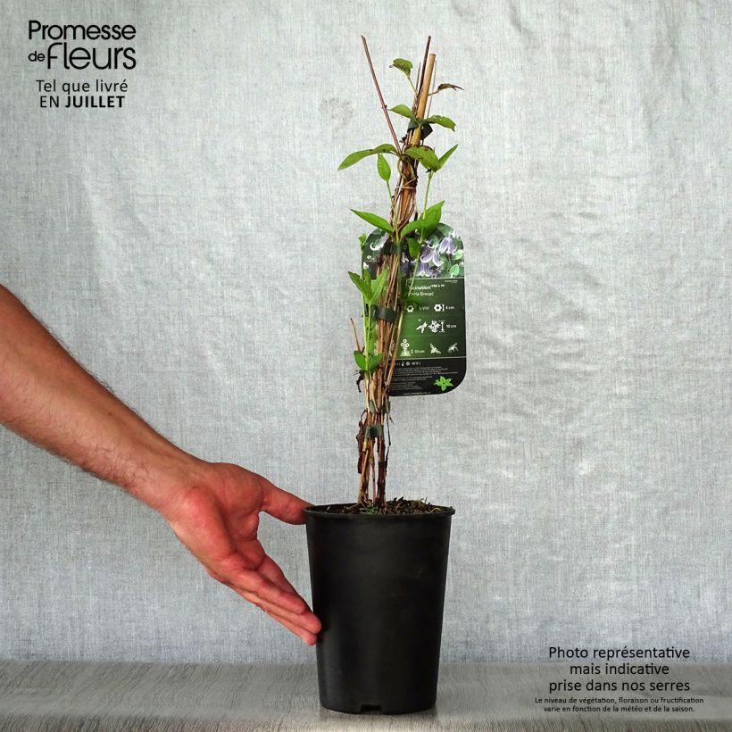 Amostra de Clematis Fascination Vaso de 2 L/3 L tal como entregue no verão