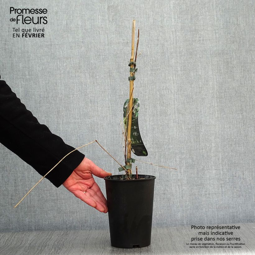 Amostra de Clématite - Clematis Fascination Vaso de 2 L/3 L tal como entregue no inverno