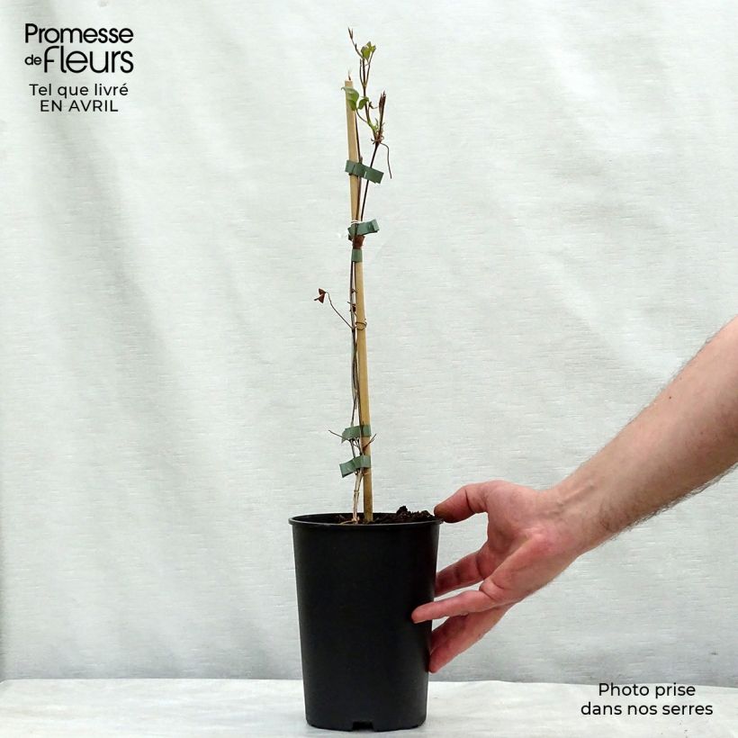 Amostra de Clematis Fond Memories Vaso de 2 L/3 L tal como entregue na primavera