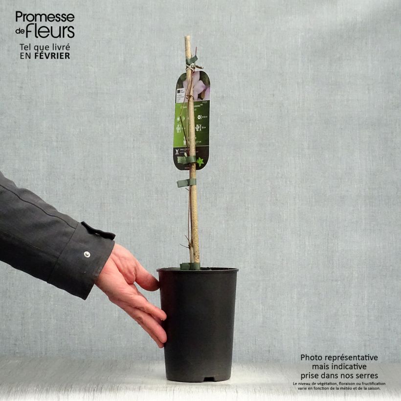 Amostra de Clematis Fond Memories Vaso de 2 L/3 L tal como entregue no inverno