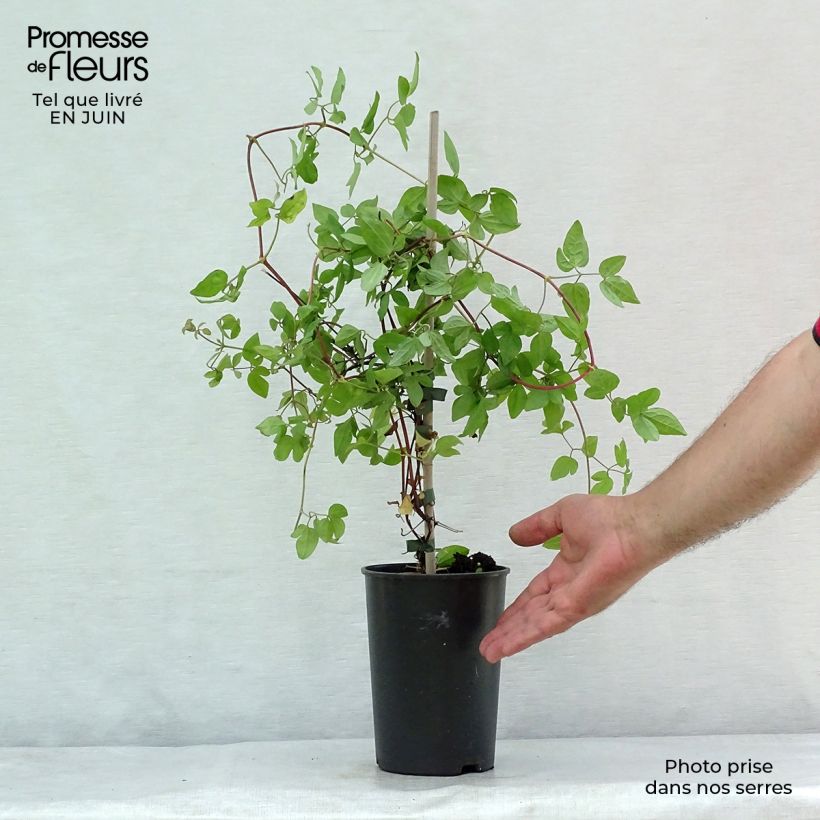 Amostra de Clematis Forever Friends Vaso de 2 L/3 L tal como entregue no verão
