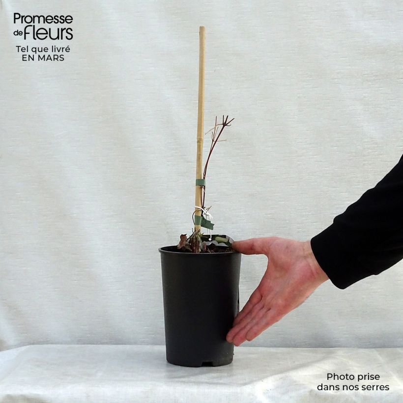 Amostra de Clematis Forever Friends Vaso de 2 L/3 L tal como entregue na primavera