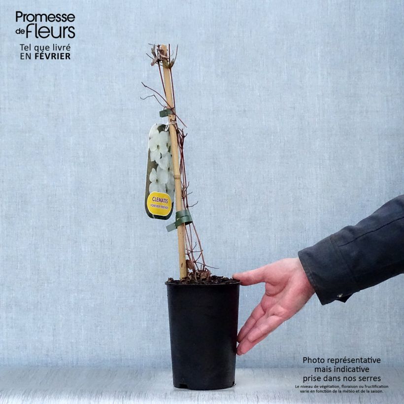 Amostra de Clématite - Clematis Forever Friends Vaso de 2 L/3 L tal como entregue no inverno