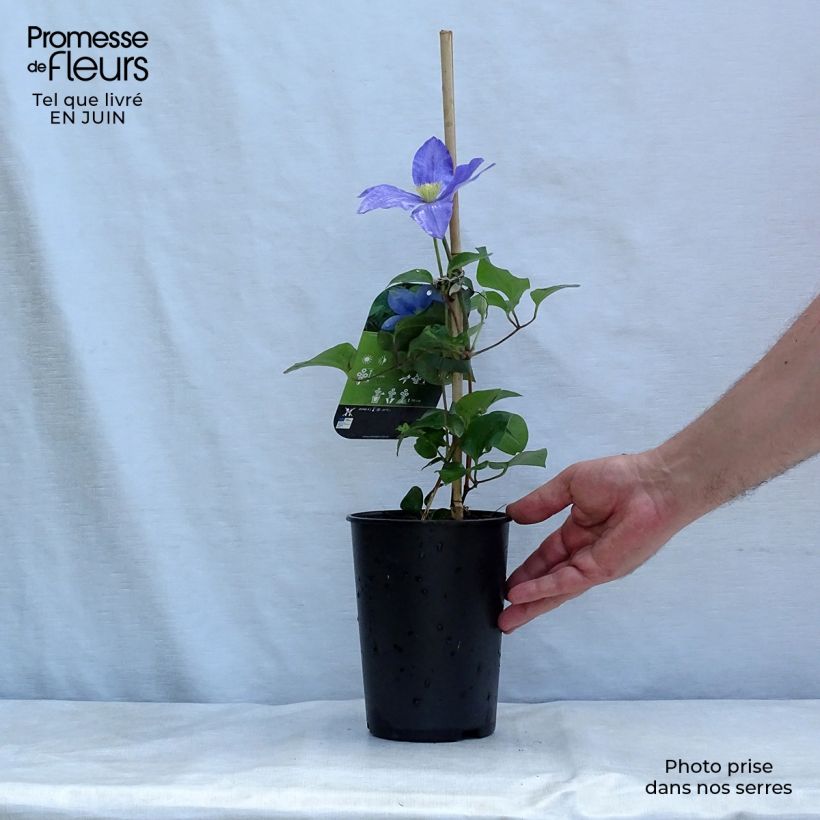Amostra de Clematis Fuji Musume Vaso de 2 L/3 L tal como entregue no verão