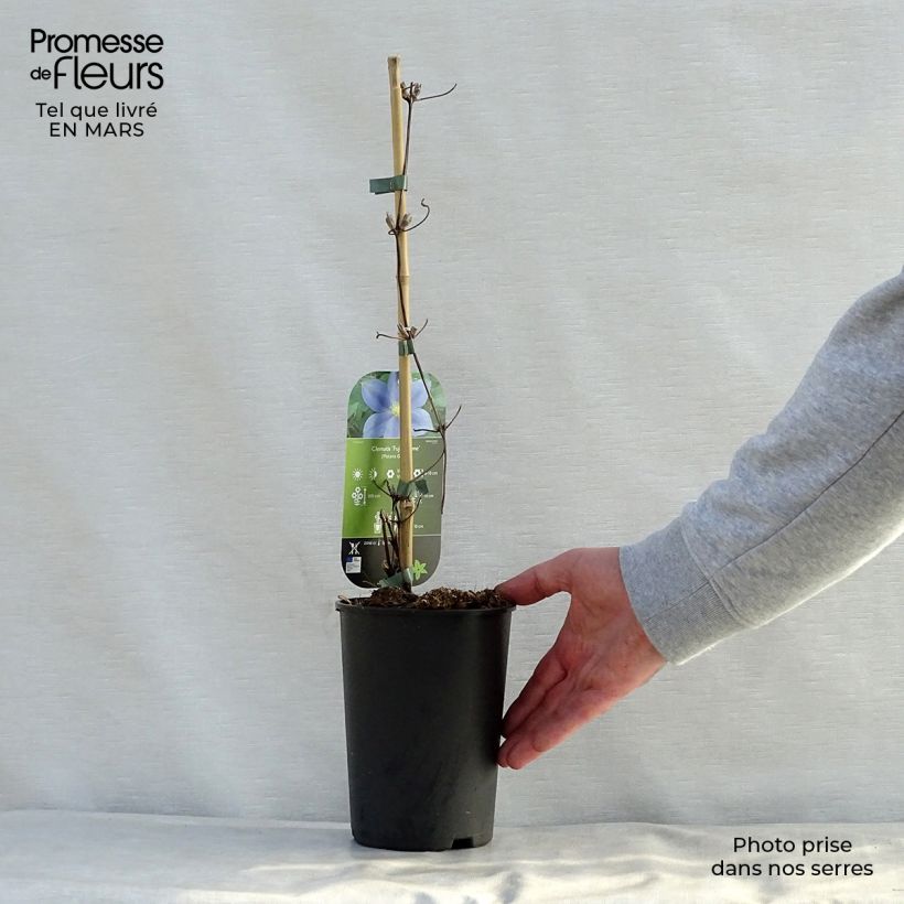 Amostra de Clematis Fuji Musume Vaso de 2 L/3 L tal como entregue na primavera
