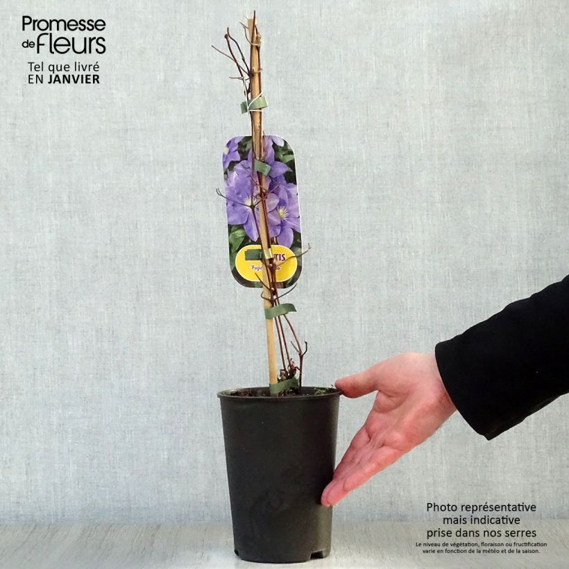 Amostra de Clématite - Clematis Fuji Musume Vaso de 2 L/3 L tal como entregue no inverno