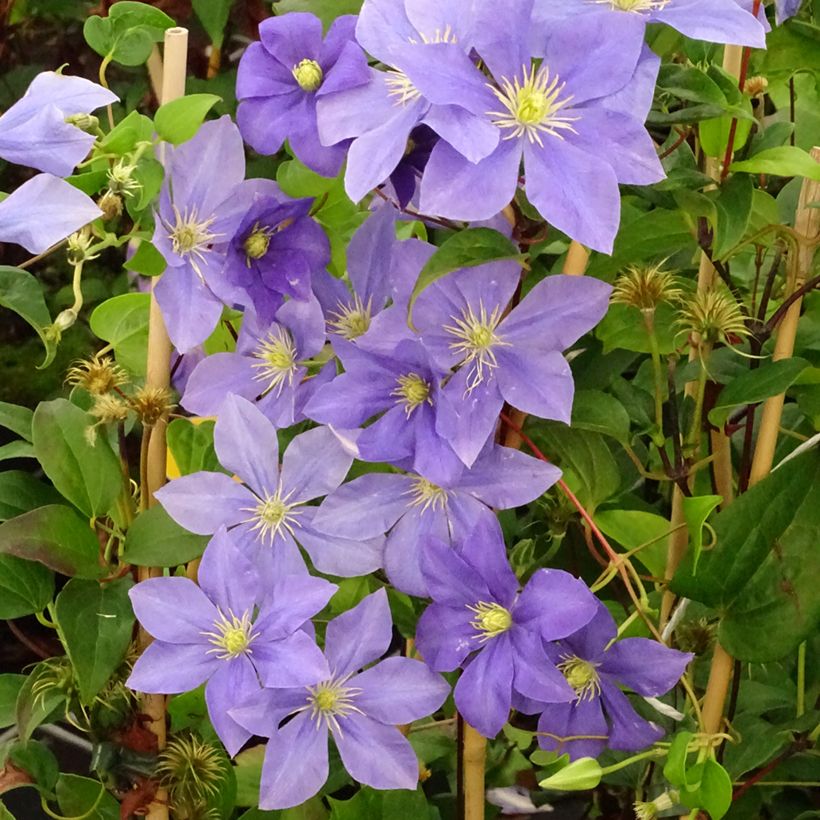 Clematis Fuji Musume (Hábito)
