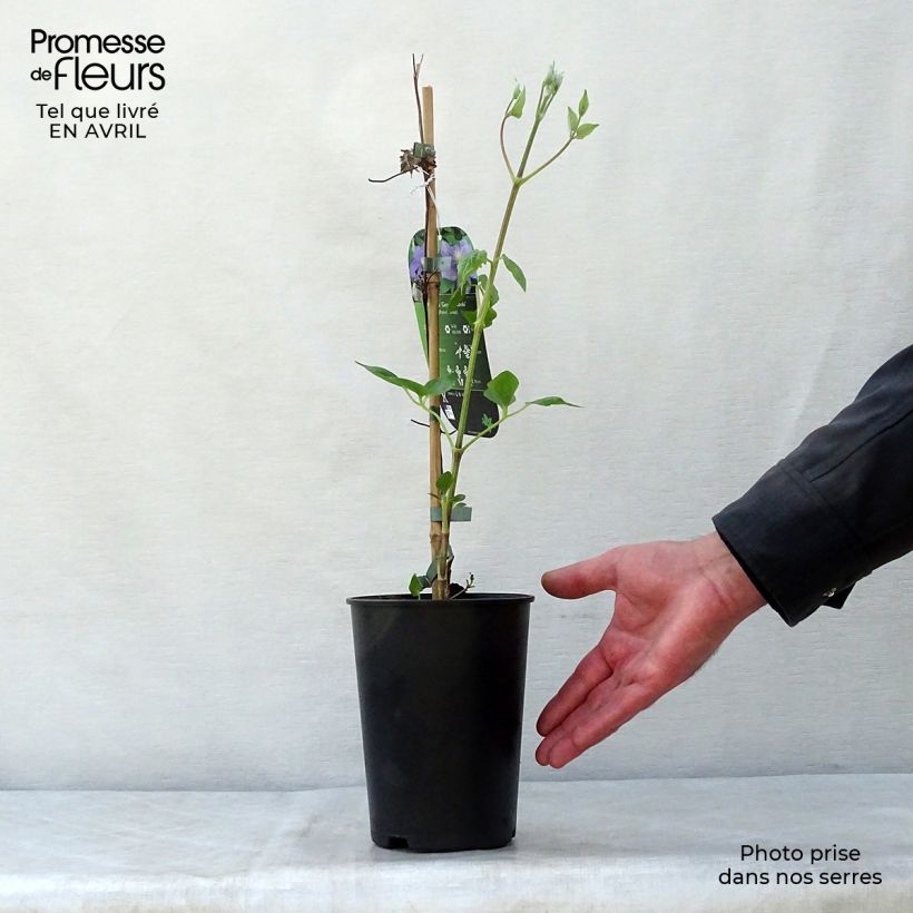 Amostra de Clematis Général Sikorski Vaso de 2 L/3 L tal como entregue na primavera