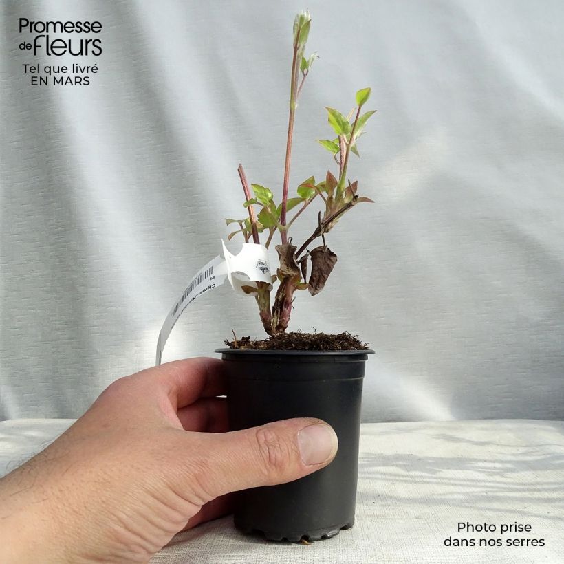 Amostra de Clematis Général Sikorski Vaso de 8/9 cm tal como entregue na primavera