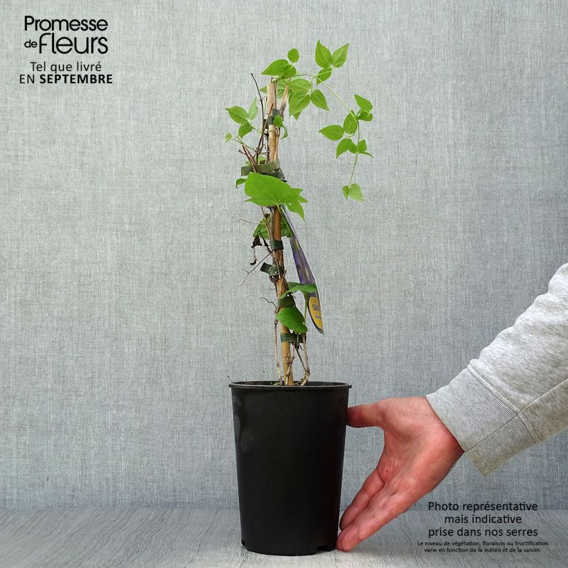 Amostra de Clematis Général Sikorski Vaso de 2 L/3 L tal como entregue no outono
