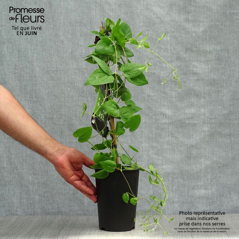 Amostra de Clematis Général Sikorski Vaso de 2 L/3 L tal como entregue no verão