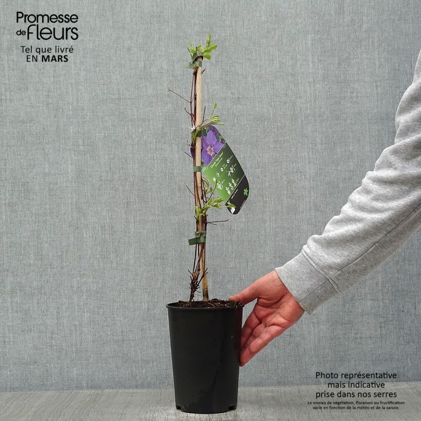 Amostra de Clématite - Clematis Gipsy Queen Vaso de 2 L/3 L tal como entregue no inverno