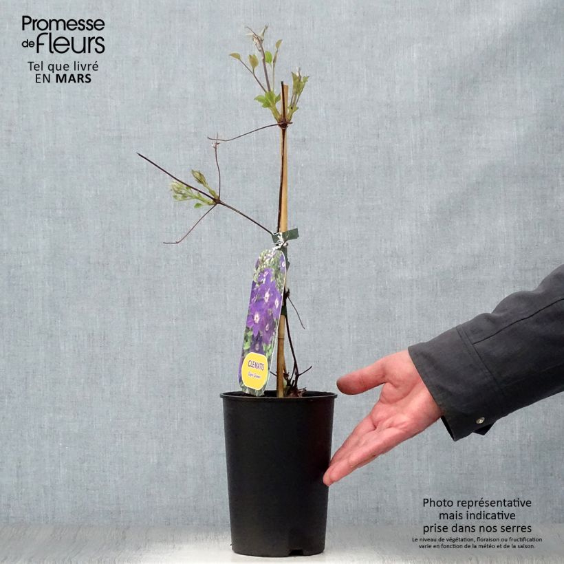 Amostra de Clematis Gipsy Queen Vaso de 2 L/3 L tal como entregue na primavera
