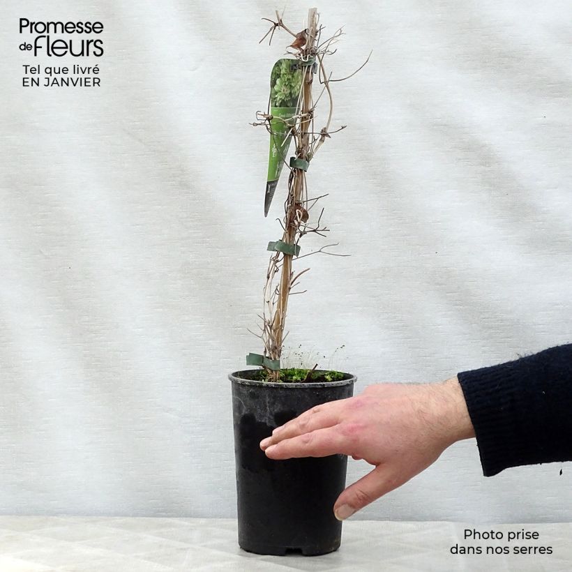 Amostra de Clématite - Clematis Green Passion Vaso de 2 L/3 L tal como entregue no inverno