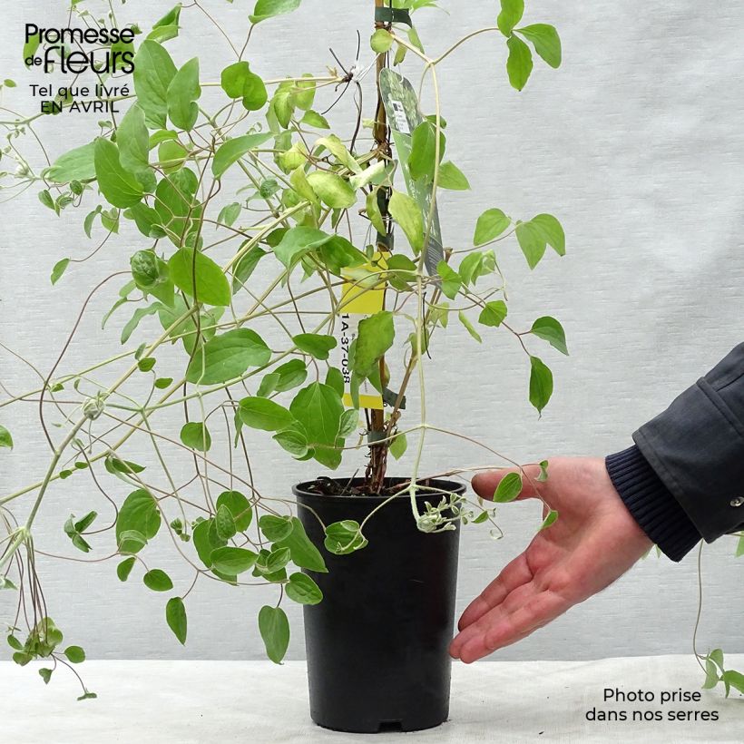 Amostra de Clematis Green Passion Vaso de 2 L/3 L tal como entregue na primavera