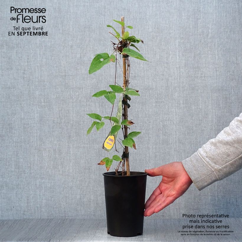 Amostra de Clematis Green Passion Vaso de 2 L/3 L tal como entregue no outono